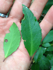 Maytenus magellanica