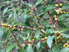 Maytenus magellanica