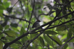 Conopophaga melanops