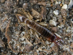Anisolabidinae