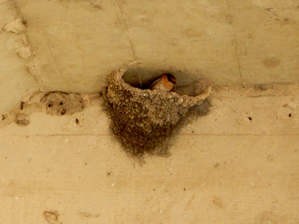 Cave Swallow