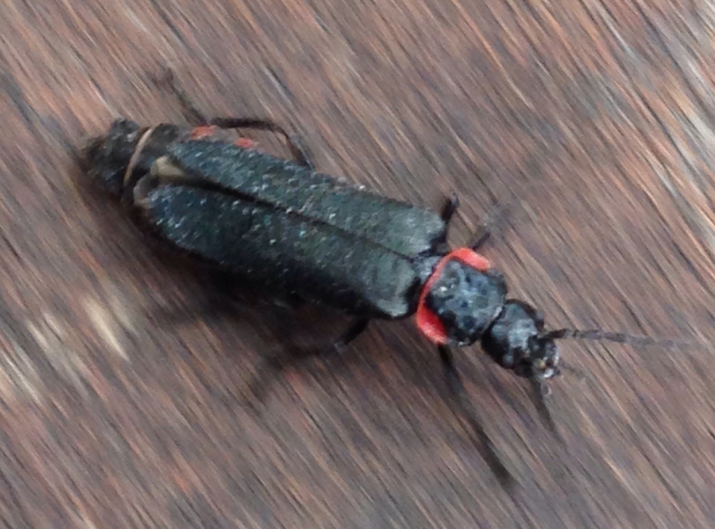 Chauliognathus magellanicus