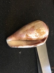 Conus purpurascens