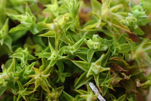 Image of Syntrichia norvegica by no rights reserved
