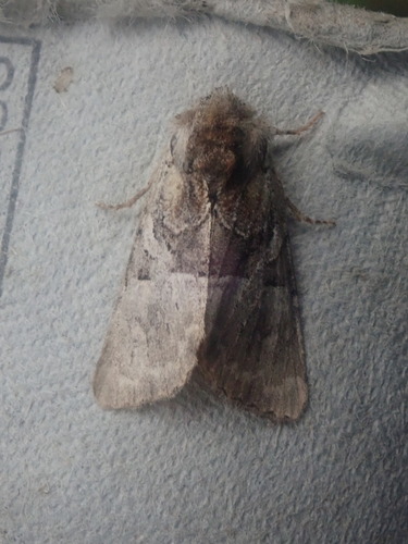 Multicolored Sedgeminer Moth photo 4