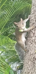 Sciurus carolinensis