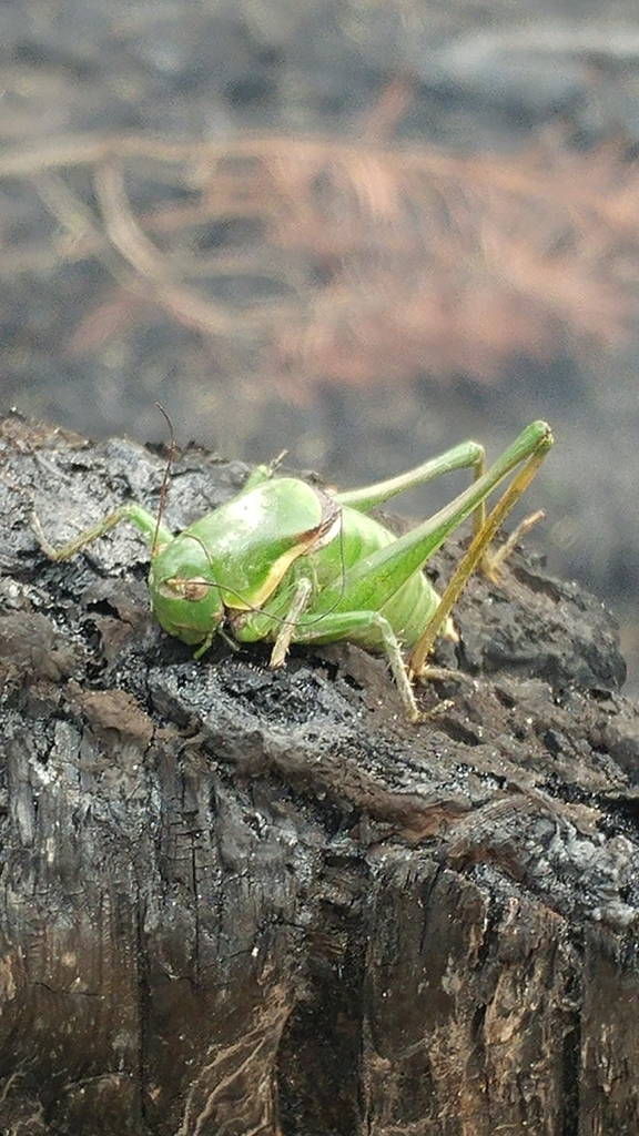 long-legged anabrus