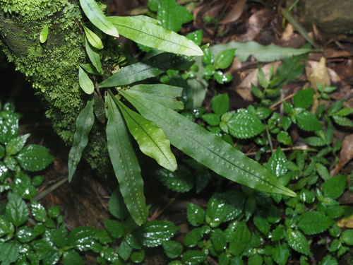 Lepisorus tosaensis iNat (2)