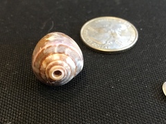 Conus purpurascens