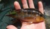 Dolphin Cichlid - Photo (c) karsten_s, all rights reserved, uploaded by karsten_s