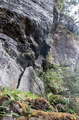 Simplicia buchananii