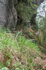 Simplicia buchananii