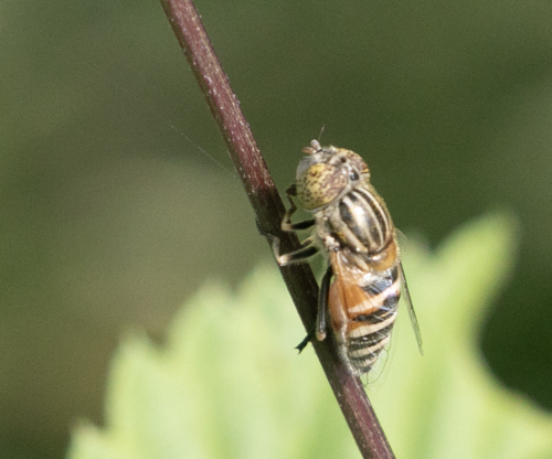 Big-headed Lagoon Fly photo 2