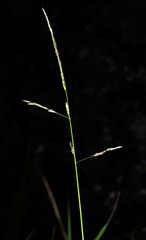 Simplicia buchananii