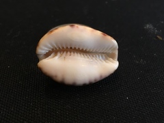 Pseudozonaria arabicula