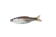 Cyprinella spiloptera