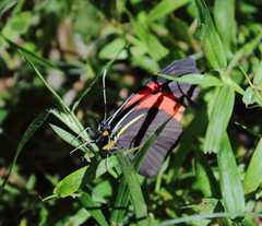 Pereute charops charops