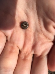 Anadenobolus monilicornis