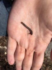 Anadenobolus monilicornis