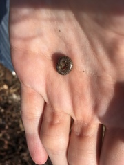 Anadenobolus monilicornis