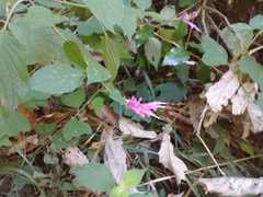 Salvia iodantha