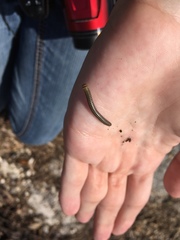 Anadenobolus monilicornis