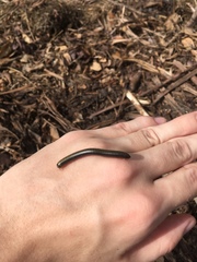 Anadenobolus monilicornis