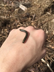 Anadenobolus monilicornis