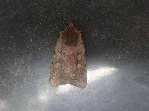 Dull Reddish Dart photo 6