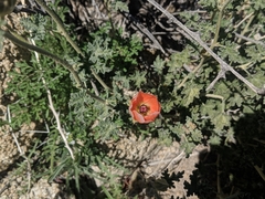 Sphaeralcea ambigua rugosa