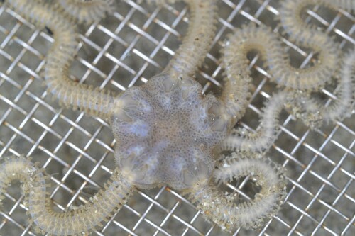 Acrocnida spatulispina · iNaturalist Mexico