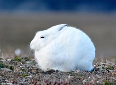 Lepus arcticus