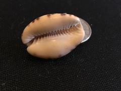 Pseudozonaria arabicula