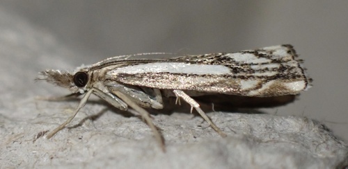 Chequered Grass-veneer, Graafland, Groot-Ammers, South Holland, NL, photo 10 of 10
