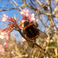 Bombus