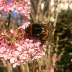 Bombus