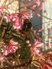 Bombus