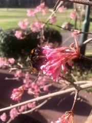 Bombus