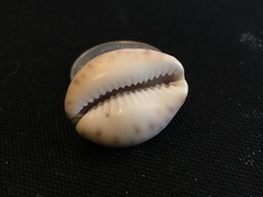 Pseudozonaria robertsi