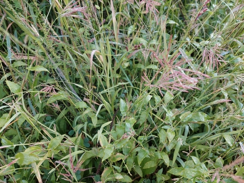 Hairy Arthraxon (Arthraxon hispidus)