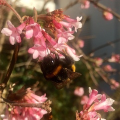 Bombus