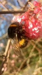 Bombus