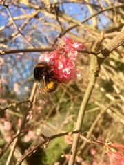 Bombus