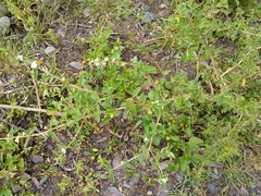 Lippia turbinata