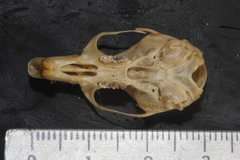 Peromyscus furvus
