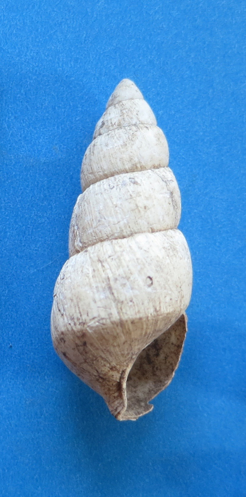 Carelia evelynae