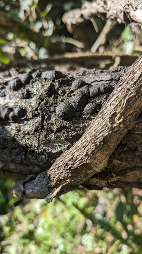 Annulohypoxylon truncatum