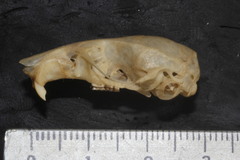 Peromyscus furvus