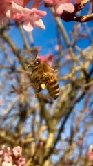Apis mellifera