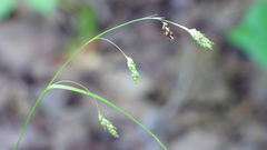 Carex formosa